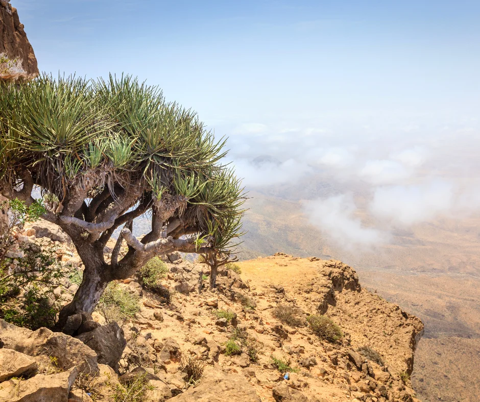 East Salalah Tour