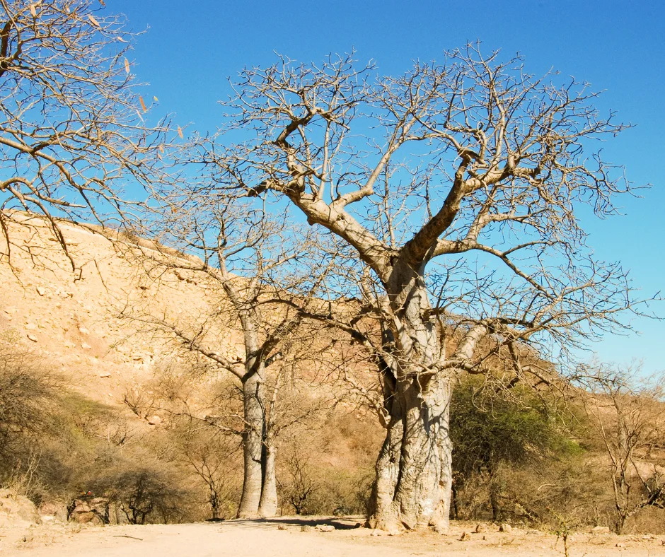 East Salalah Tour