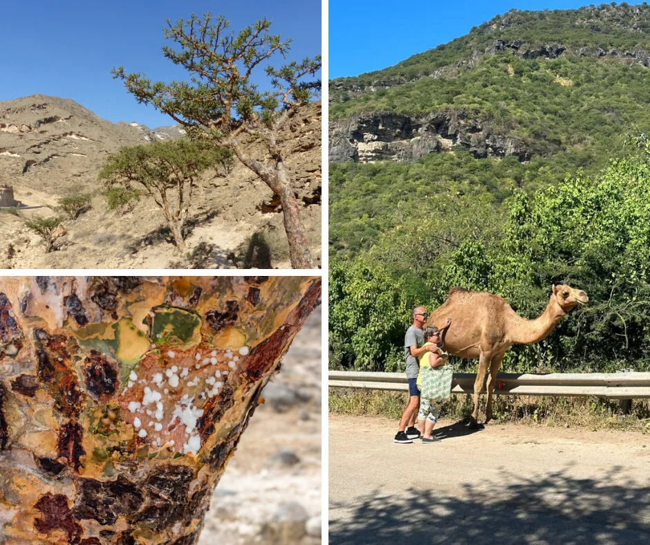 Full Day East and West Salalah Tour