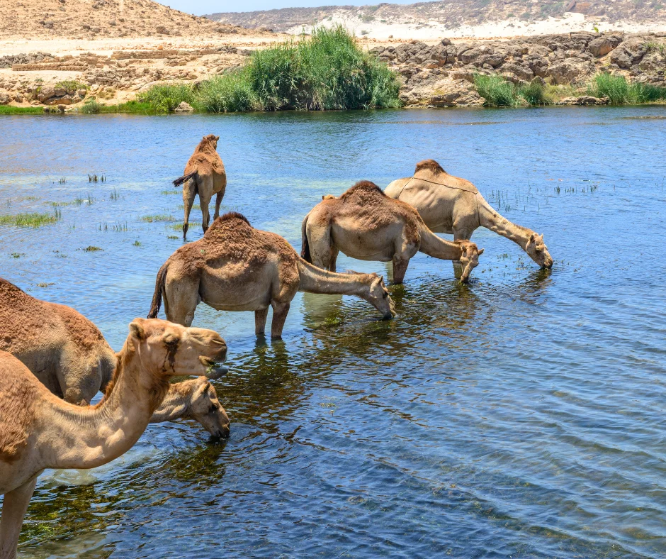 East Salalah Tour