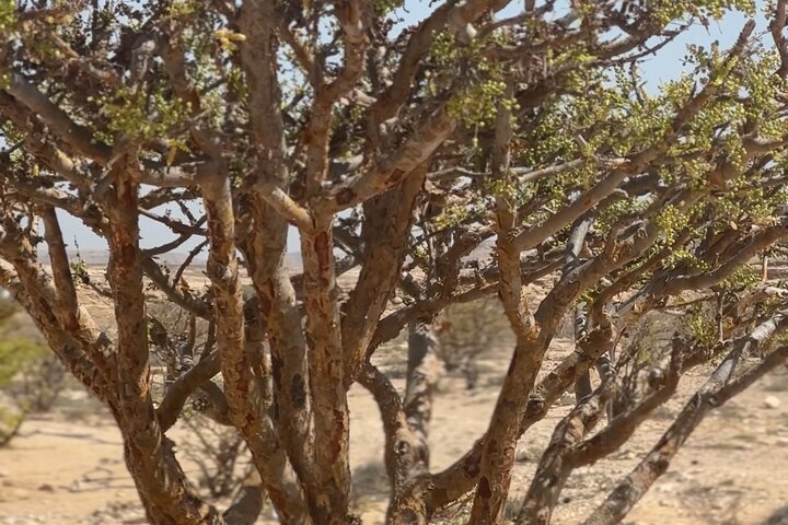 Overnight Desert Camping in Salalah