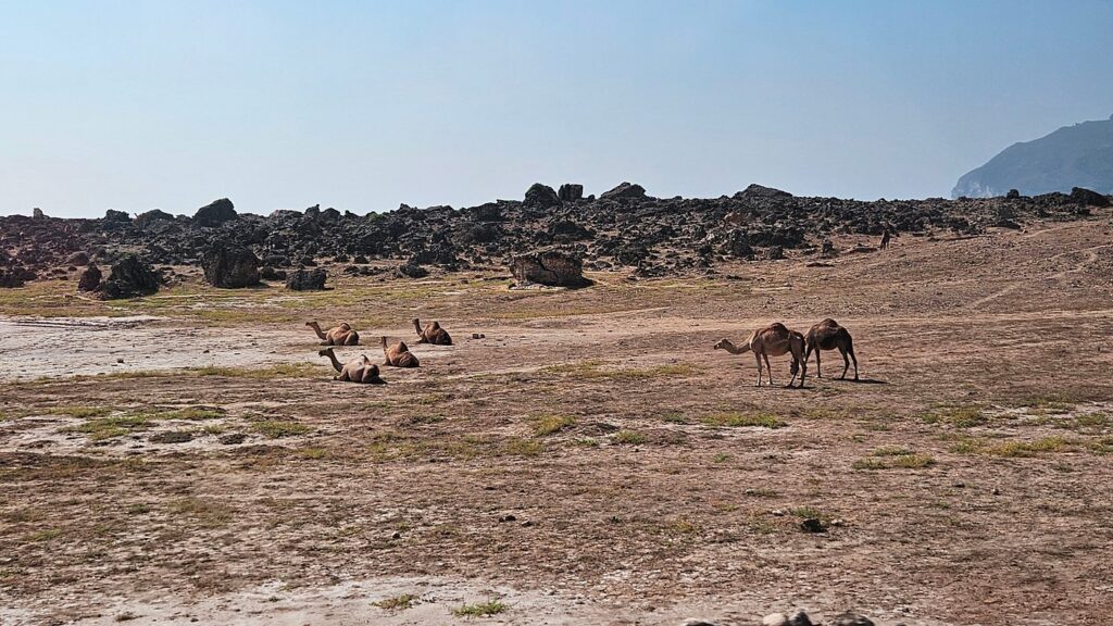 Full Day East and West Salalah Tour - West Salalah Tour