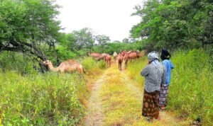 Salalah autumn season, Al-Sarb Salalah, best time to visit Oman, nature travel Oman, Dhofar eco-tourism, Salalah in the Al-Sarb Season