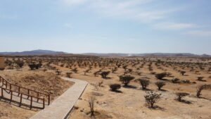 Wadi Dawkah – Explore Oman’s UNESCO Frankincense Valley in Dhofar - Top 10 Reasons to Visit Wadi Dawkah: Wadi Dawkah Oman Cosa Vedere for Italian Travelers | Ciao Salalah Tours