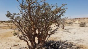 Frankincense Tree in Wadi Dawkah Oman Boswellia sacra resin harvesting Salalah Zigzag Road coastal view Oman Hidden Beach Salalah near frankincense groves