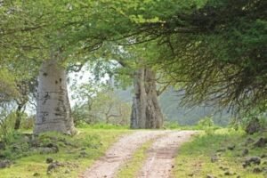 Baobab Trees in Salalah , Ciao Salalah Tours
