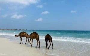 Salalah Tours 2025
