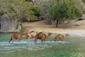 Ain Razat Spring Tour in Salalah: Top 5 Reasons to Visit This Scenic Oasis in 2026 - Ciao Salalah Tours