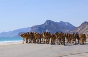 Quando Andare a Salalah 2025 | Il Periodo Perfetto per Viaggiatori Europei