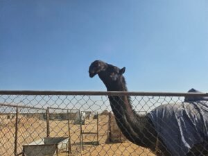 commercio dell incenso oman antico