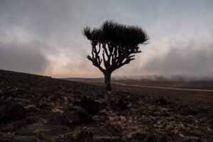 Salalah Itinerario 3 Giorni | Programma Intelligente per Viaggiatori Italiani