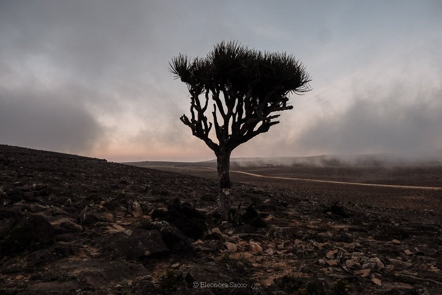 Salalah Itinerario 3 Giorni | Programma Intelligente per Viaggiatori Italiani