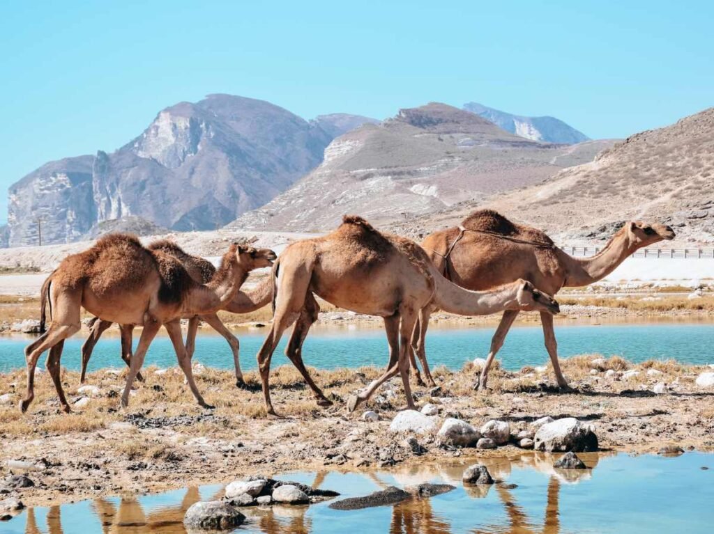 Cosa Vedere a Salalah Senza Auto | Guida Pratica per Viaggiatori Italiani