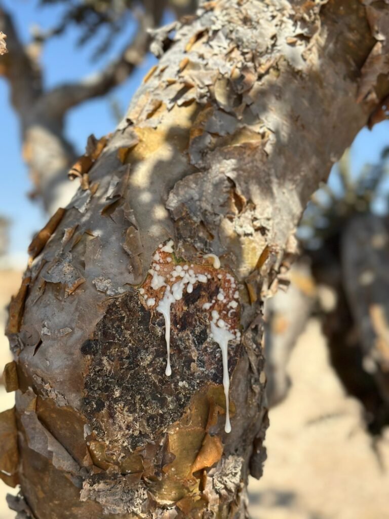 Oro Bianco dell Oman: 7 Incredibili e Potenti Segreti dell’Incenso di Salalah