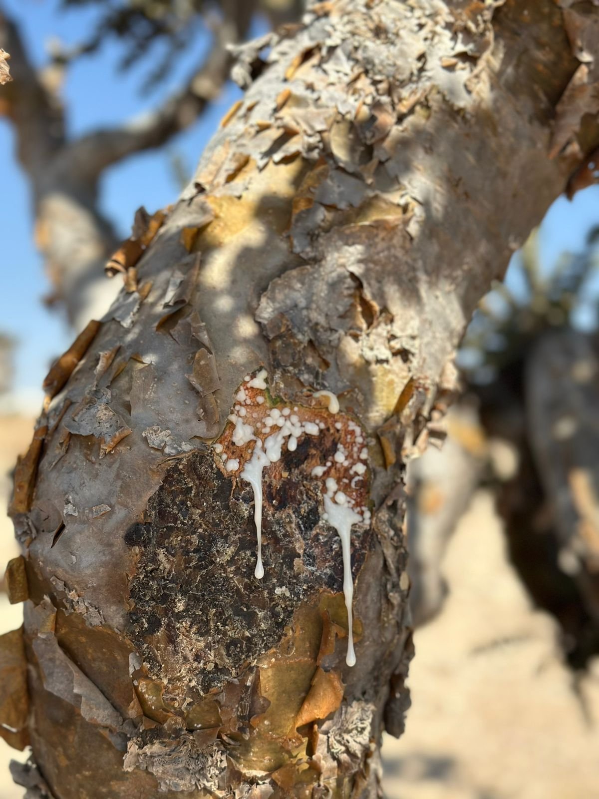 Oro Bianco dell Oman: 7 Incredibili e Potenti Segreti dell’Incenso di Salalah