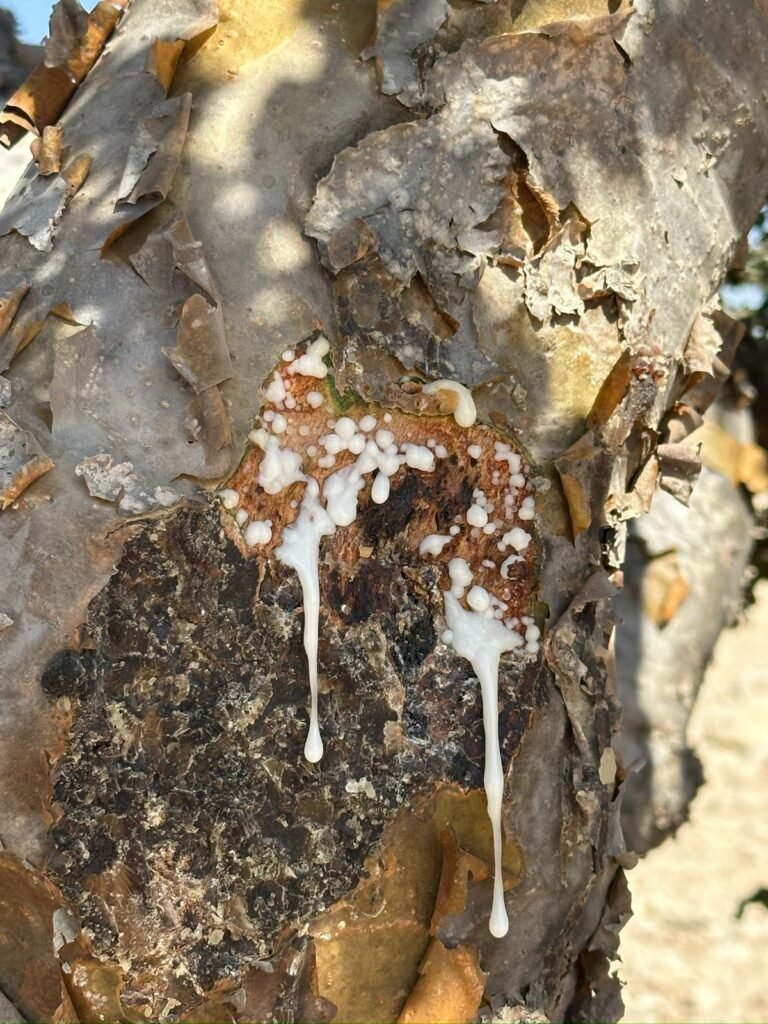 Il Cuore d’Oman: Come l’Incenso di Dhofar ha Creato il Lusso di Amouage