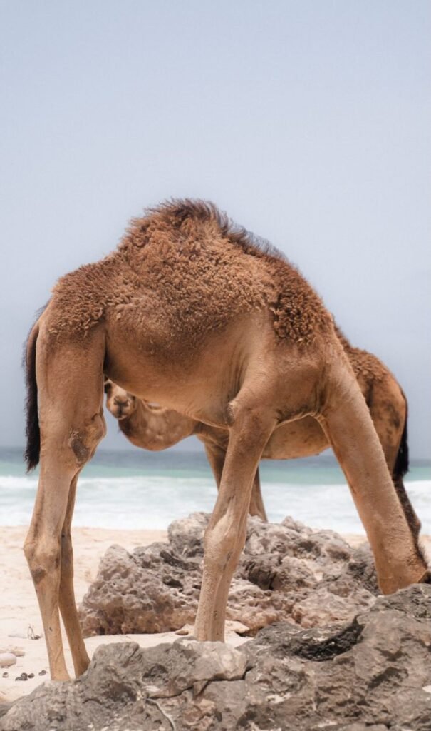 Cammelli e Arabi: 7 Straordinari e Affascinanti Segreti Definitivi del Legame nel Deserto