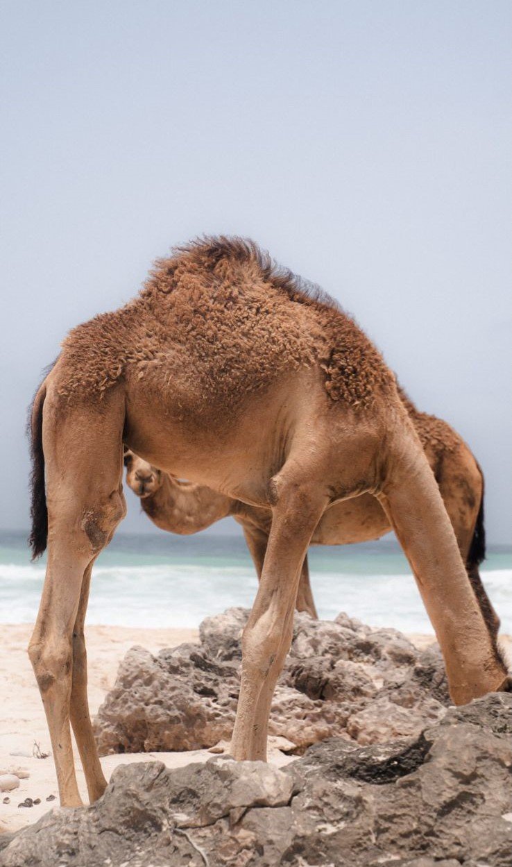 Cammelli e Arabi: 7 Straordinari e Affascinanti Segreti Definitivi del Legame nel Deserto